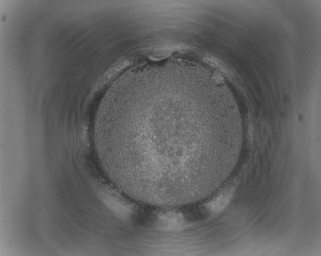 X0000078860258200611131210