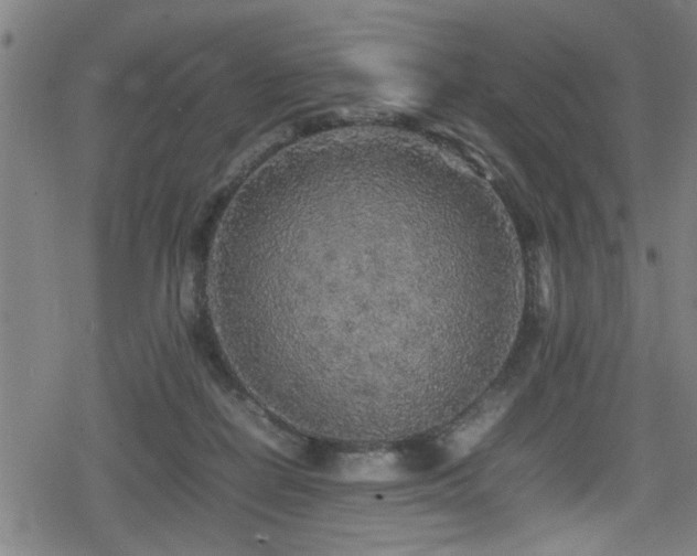 X0000078860266200611131210