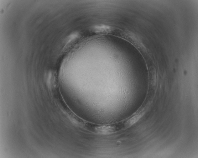 X0000078860273200611131210