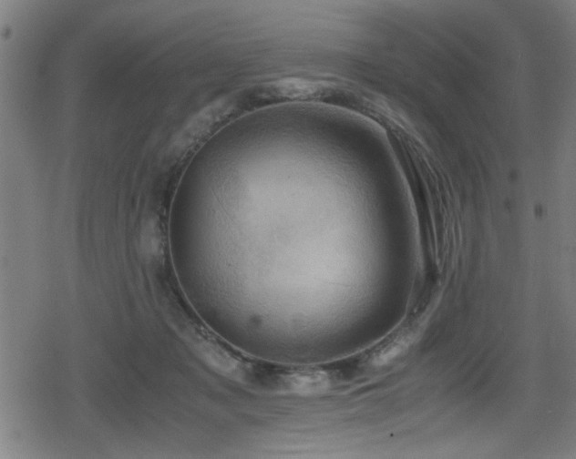 X0000078860317200611131209