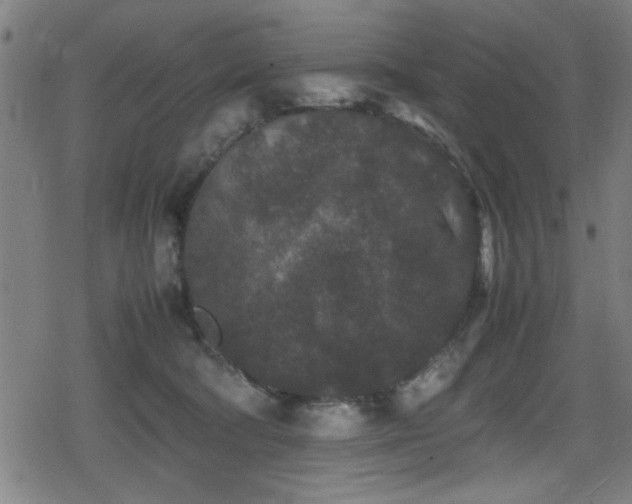 X0000078860322200611131209