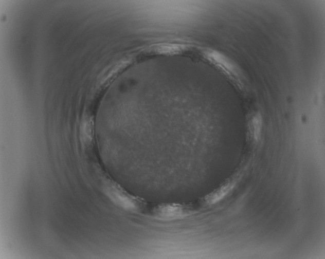 X0000078860325200611131209