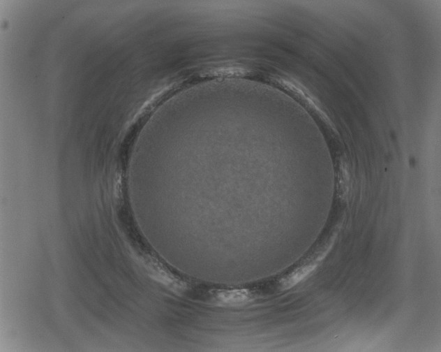 X0000078860355200611131209