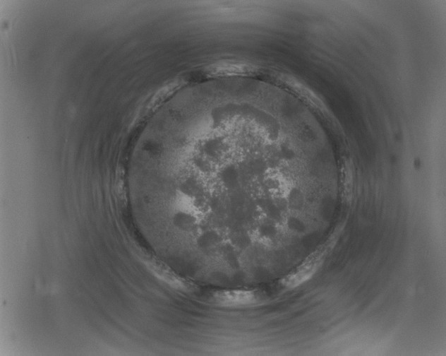 X0000078860361200611131209