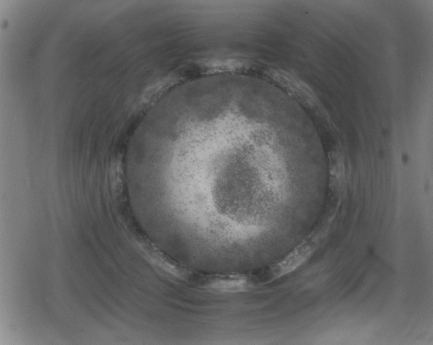 X0000078860369200611131209