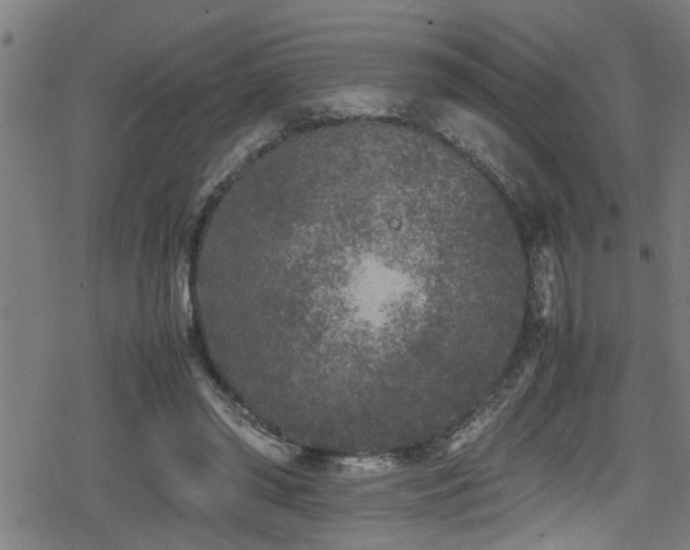 X0000078860398200611131208