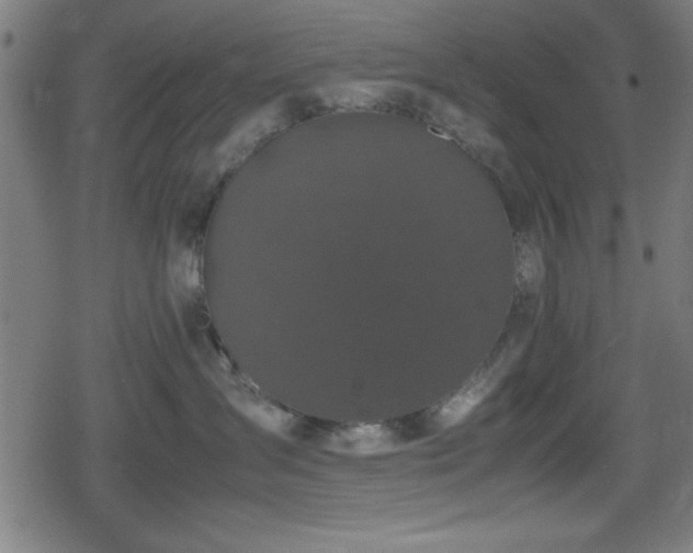 X0000078860431200611131207