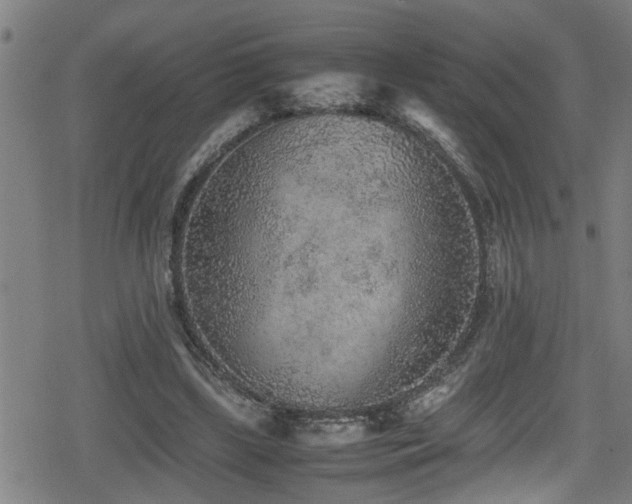 X0000078860443200611131207