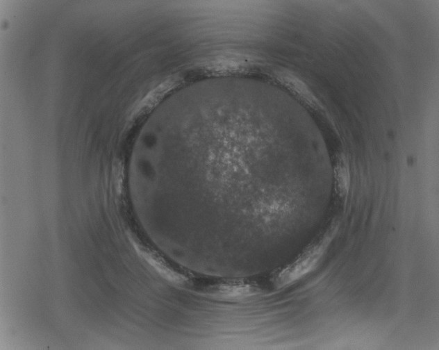 X0000078860458200611131207