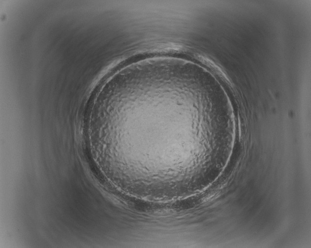 X0000078860483200611131207