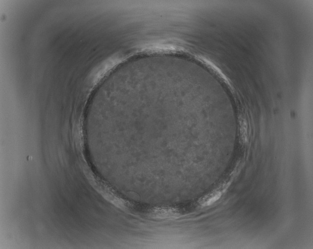 X0000078860487200611131207