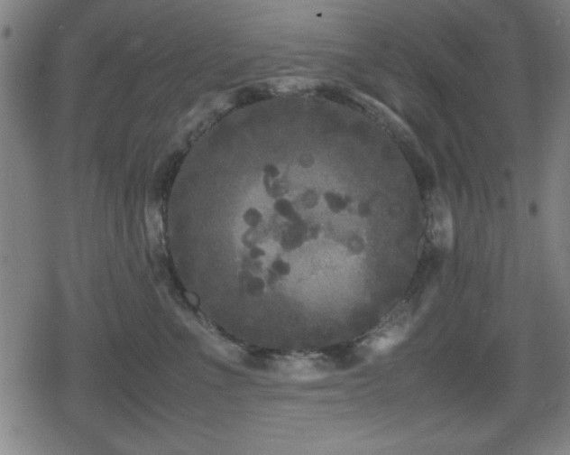 X0000078860523200611131206