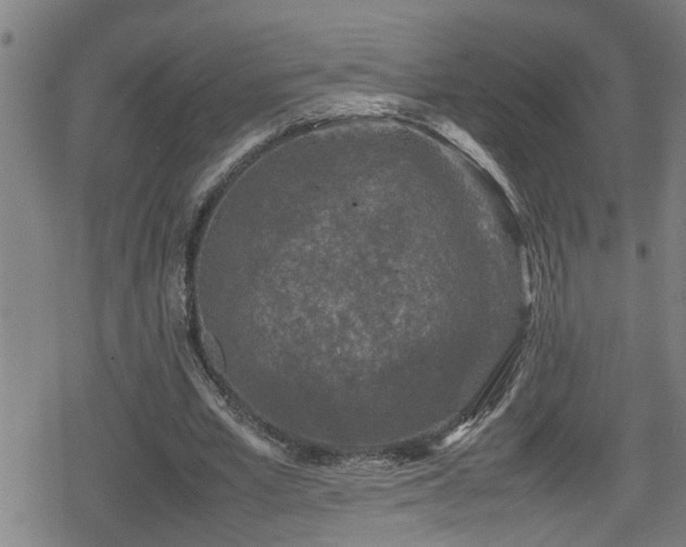 X0000078860581200611131205