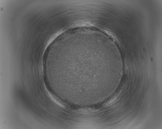 X0000078860630200611131204