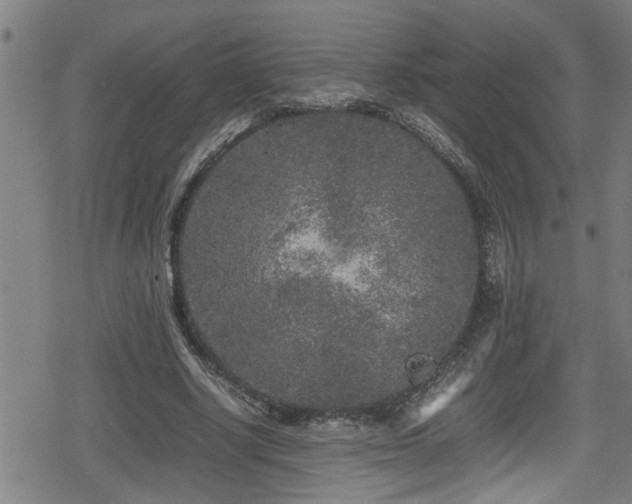 X0000078860634200611131204