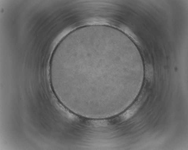 X0000078860856200611131201