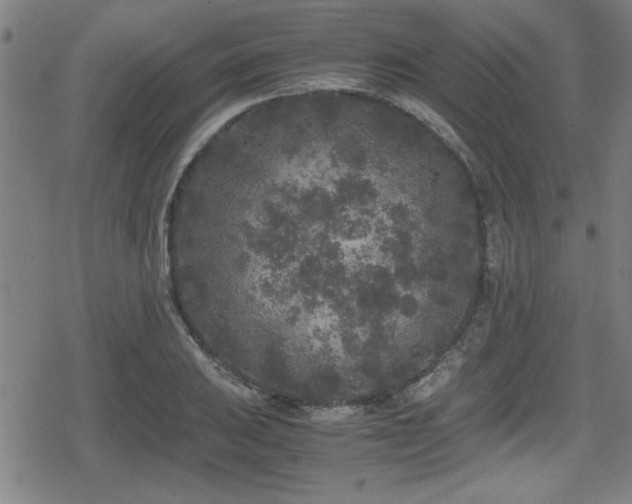 X0000078861031200611131158