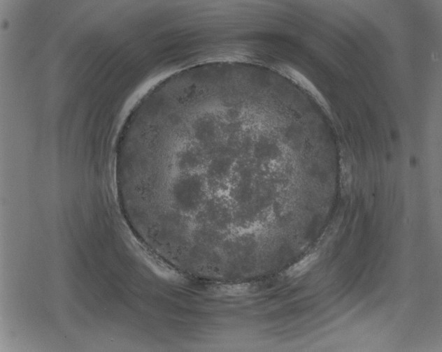 X0000078861035200611131158