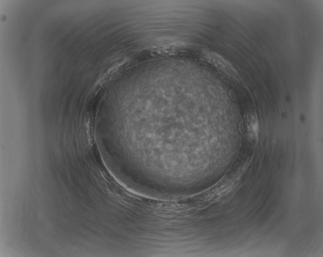 X0000078861060200611131157