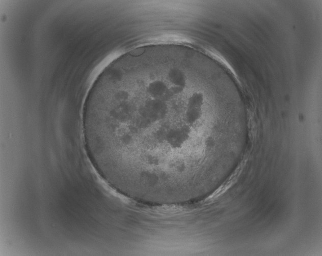 X0000078861087200611131157