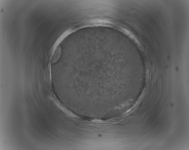 X0000078861275200611131154