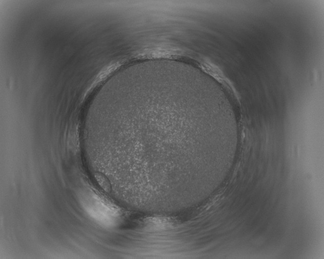 X0000078860250200611201321