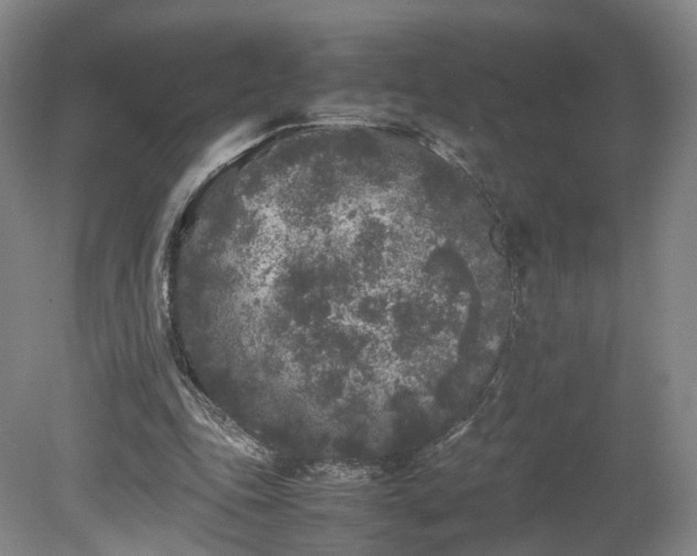 X0000078860343200611201319