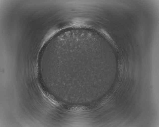 X0000078860488200611201317