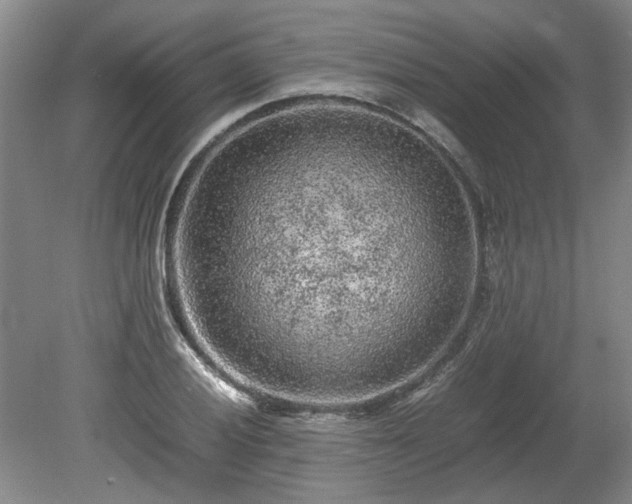 X0000078861028200611201308