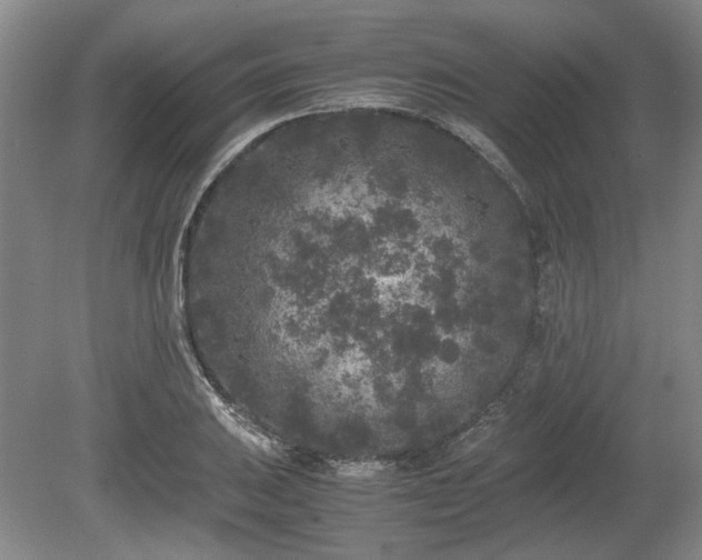 X0000078861031200611201308