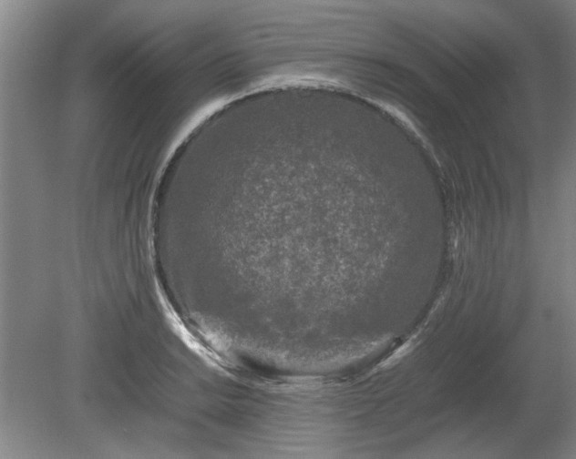 X0000078861038200611201308