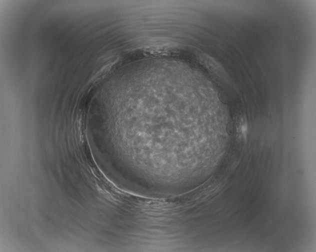 X0000078861060200611201307