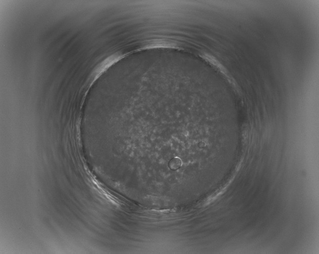 X0000078861121200611201306