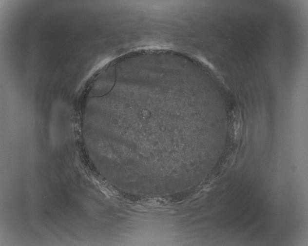 X0000078861255200611201304