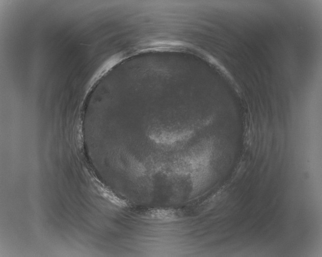 X0000078861362200611201302