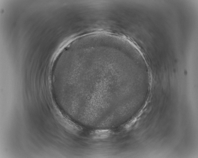 X0000078860055200611271422