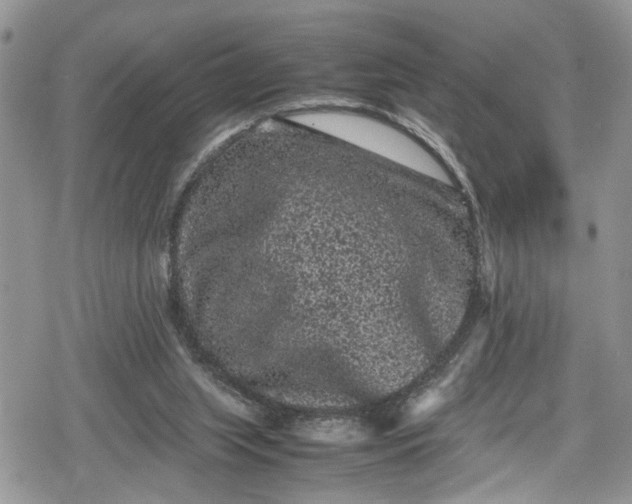 X0000078860063200611271422