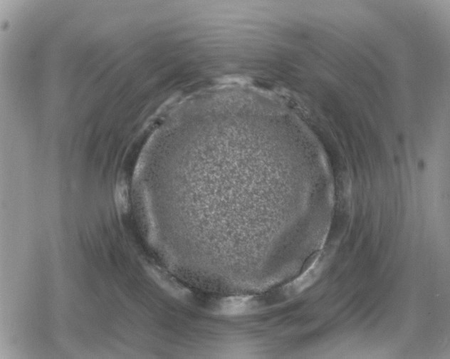 X0000078860090200611271422