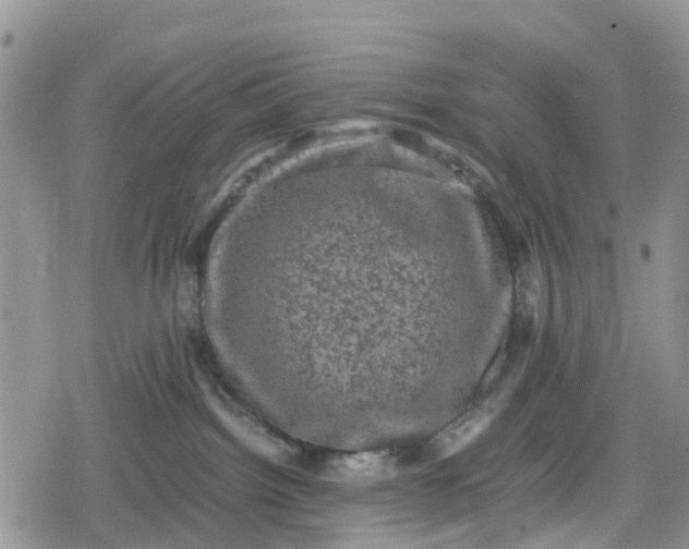 X0000078860092200611271422