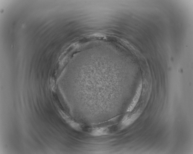 X0000078860096200611271423