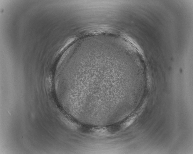 X0000078860113200611271421