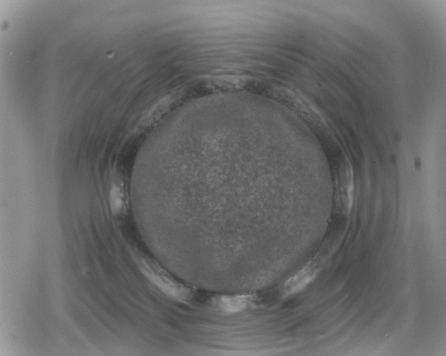 X0000078860134200611271421