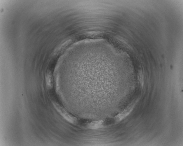 X0000078860138200611271421