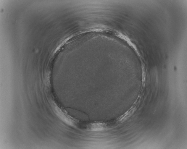 X0000078860154200611271420