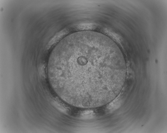 X0000078860162200611271420