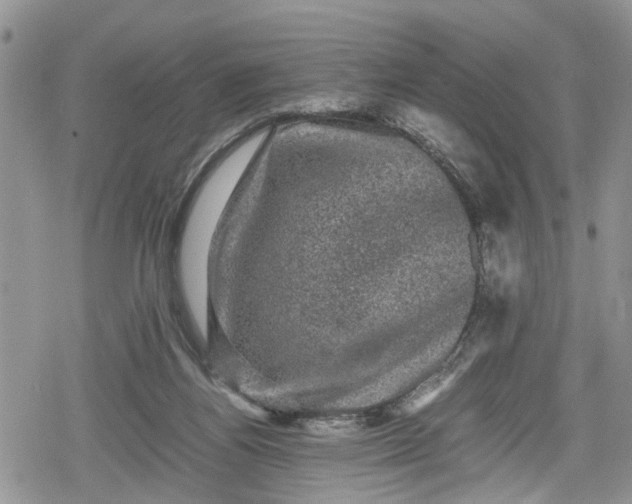 X0000078860164200611271420