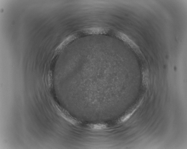 X0000078860165200611271421