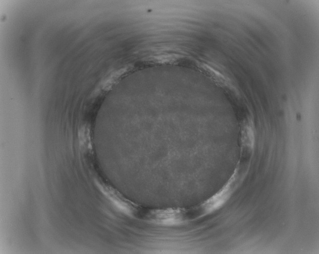 X0000078860182200611271421