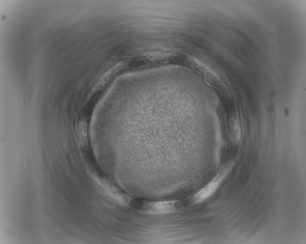 X0000078860184200611271421