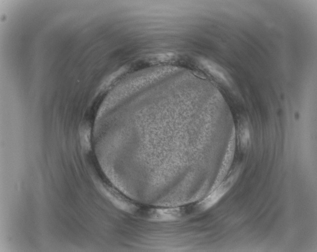 X0000078860188200611271421